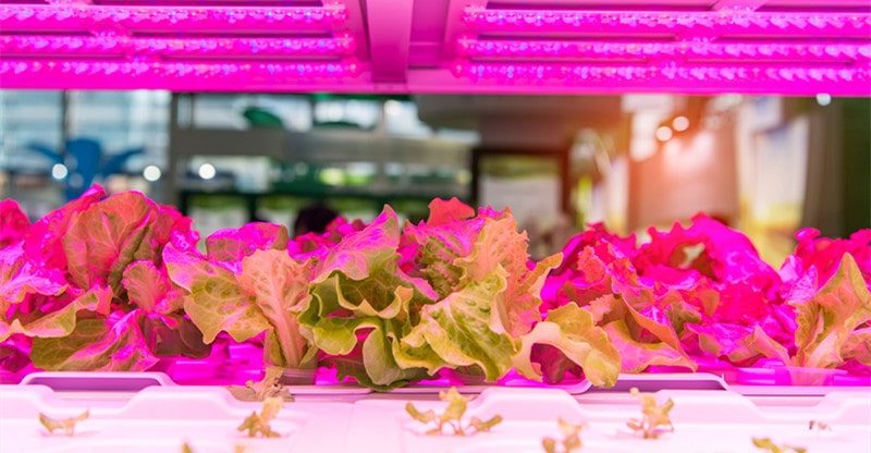 are led grow lights bad for eyes