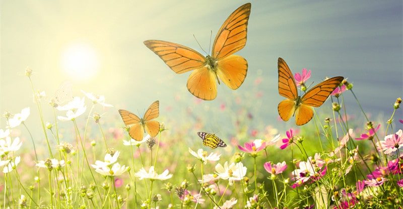 attracting butterflies to garden