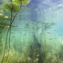 benefits of aquatic plants