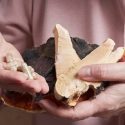 benefits of mushroom supplements