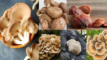 best mushrooms to eat