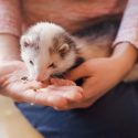 best pets to own