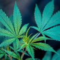 cannabis planting tips
