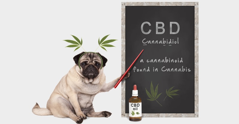 cbd oil for dogs and cats