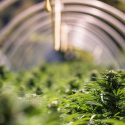 challenges for cannabis industry