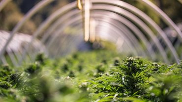 challenges for cannabis industry