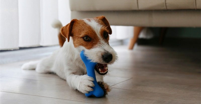 Chew Snacks to Keep Your Dog Busy