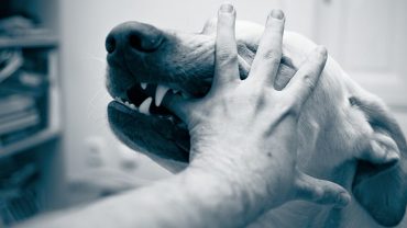 Compensation in Dog Bite Injury Cases