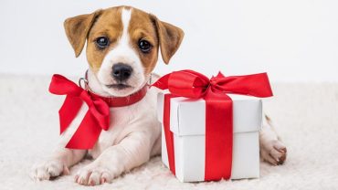 custom pet gift ideas