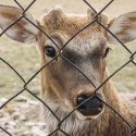 deer fencing balance between wildlife