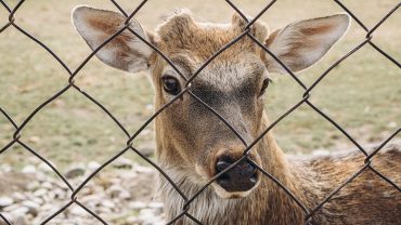 deer fencing balance between wildlife