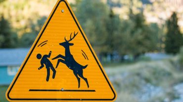 do deer attack humans