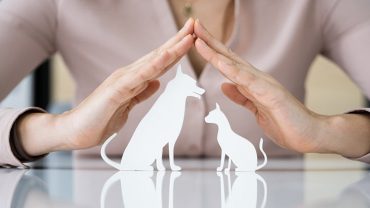 Do Pet Insurance Companies Cover Pre-Existing Conditions