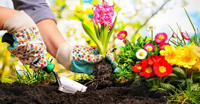 Do's and Don'ts of Planting Flowers