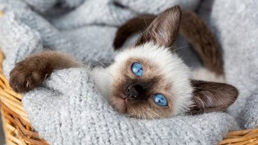 facts about siamese cats
