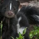 facts about skunks
