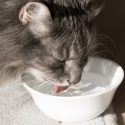 get your cat drink more water