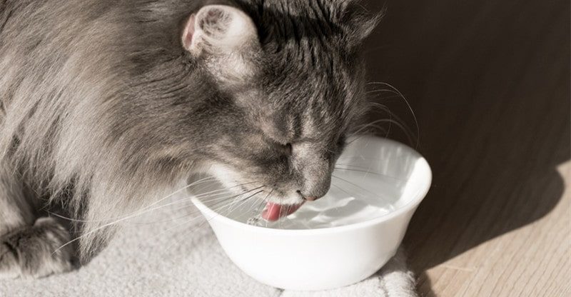 get your cat drink more water