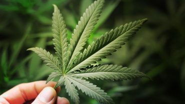 growing marijuana