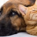 help your pets cope