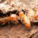 Identify Termites in Virginia