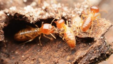 Identify Termites in Virginia