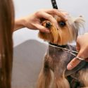insurance for pet groomers