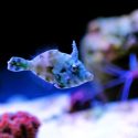 Keeping Aiptasia Filefish in Your Reef Tank