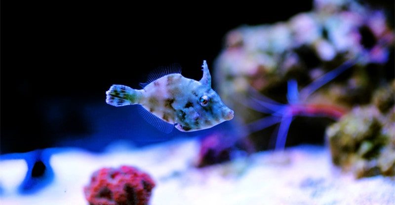 Keeping Aiptasia Filefish in Your Reef Tank
