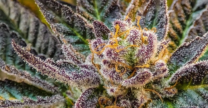 know about cannabis trichomes
