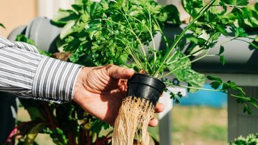 Maintain Your Own Hydroponic Growing System