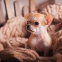 prevent chihuahua from shedding