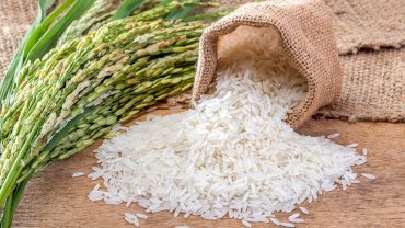 rice and its varieties
