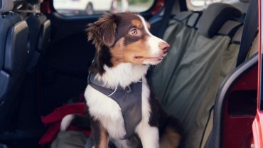 road-tripping with dog