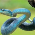 snake symbolism