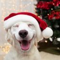 stocking stuffers for pets