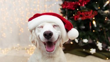 stocking stuffers for pets