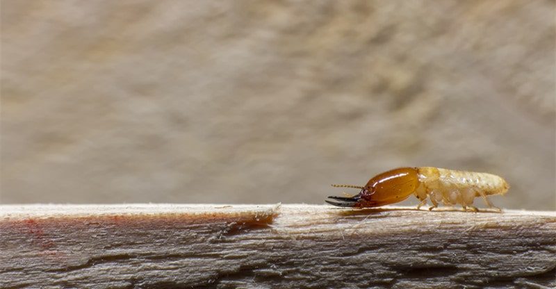 What Attracts Termites To Your Home